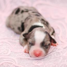 Australian Shepherd, Miniature American Shepherd, Miniature Australian Shepherd, and Toy Australian Shepherd Puppies from Painted Blue Aussies