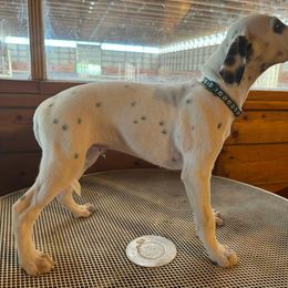 LUA Boy - Green paw print collar - Dalmatian puppy from Tally Ho Dalmatians