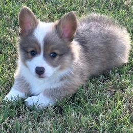 Konrad - Blue male Pembroke Welsh Corgi puppy in Cashion, Oklahoma from Shabby Chic Corgis