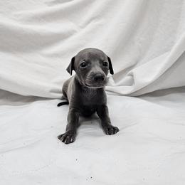 Max - Blue male Italian Greyhound puppy in Newalla, Oklahoma from Heartland Iggys