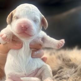 Lotus - Parti female Goldendoodle puppy in Knoxville, Tennessee from Graystone Doodles