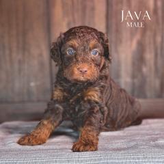 Java (Blue Boy) - male Golden Mountain Doodle puppy in Pagosa Springs, Colorado from Selah Mountain Dogs