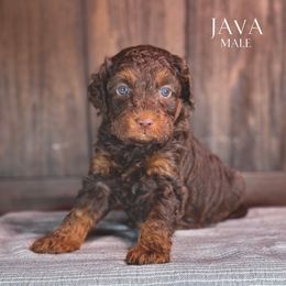 Java (Blue Boy) - male Golden Mountain Doodle puppy in Pagosa Springs, Colorado from Selah Mountain Dogs