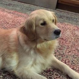 Gypsy - Golden Retriever