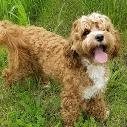 Fire - Cockapoo