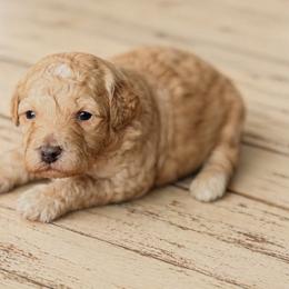 Dune - Red male Bernedoodle puppy in Santa Barbara, California from K+C Doodles