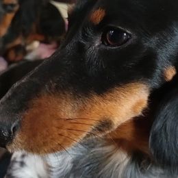 Rollo - Dachshund