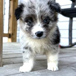 Dolly - Blue merle female Australian Shepherd puppy in Winnabow, North Carolina from Lazy Dayz Ranch