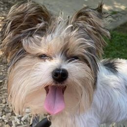 Yorkshire Terriers from Tiny Pine Kennel