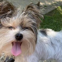 Yorkshire Terriers from Tiny Pine Kennel