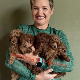 Poodle Puppies from Strawberry Poodle Patch