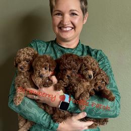 Poodle Puppies from Strawberry Poodle Patch