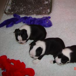Boston Terrier Puppies from Achates Bostons