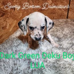 Boy Deku Dark Green - White and black Dalmatian puppy in Thayer, Missouri from Spotty Bottom Dalmatians