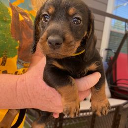 Yellow boy - Dachshund puppy from Dawn's Dachshunds