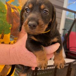 Yellow boy - Dachshund puppy from Dawn's Dachshunds