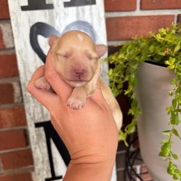 Red Girl - CKC - Wheaten female Miniature Schnauzer puppy in Hillsville, Virginia from Valley View schnauzers