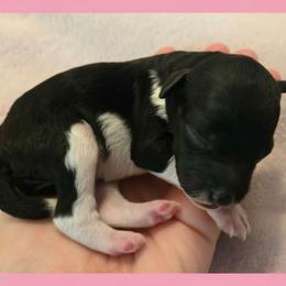 Girl 1 - Parti female Poodle puppy in Bauxite, Arkansas from Mountain Ridge Poodles