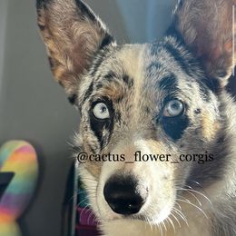Ranger - Cardigan Welsh Corgi