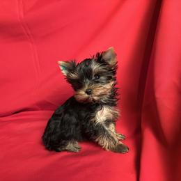 VD teal girl - Blue and gold female Yorkshire Terrier puppy in Alburnett, Iowa from Hobbs Shire Yorkies