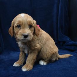 Waffles - Red  female Goldendoodle puppy in Jasper, Indiana from Hilltop Pups LLC