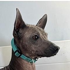 Furia - Xoloitzcuintli