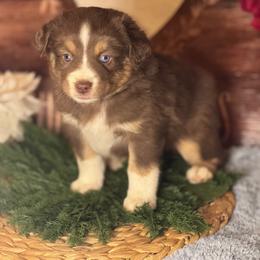 Crush - Red tri male Miniature Australian Shepherd puppy in California from Eagle River Aussies