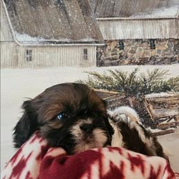 Boy 1(Donner) - Red and white male Shih Tzu puppy in North Carolina from WillowCreek Mountain View Shih Tzu