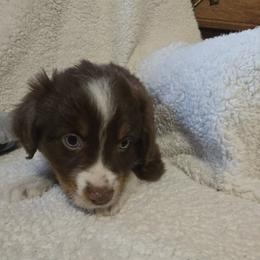 Australian Shepherd Puppies from Sharon's Australian Shepherds