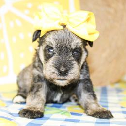 Darla - Salt and pepper female Miniature Schnauzer puppy in Antlers, Oklahoma from Rocking H