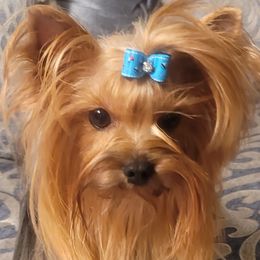 LUCI - Yorkshire Terrier