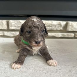 Cocoa - Merle male Bernedoodle puppy in Fort Wayne, Indiana from Crimson Curl Doodles