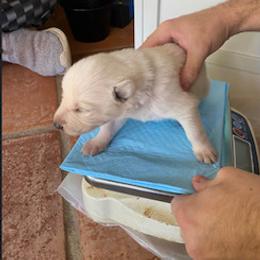 Girl 3 - White female German Shepherd puppy in Santa Rosa Valley, California from Diamond White German Shepherds