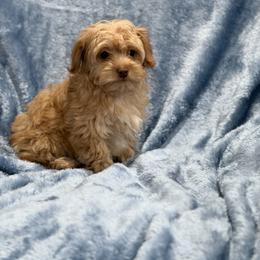 Chester Havapoo - male Havapoo puppy in Tennessee Colony, Texas from Poodle an Doodles 3:16