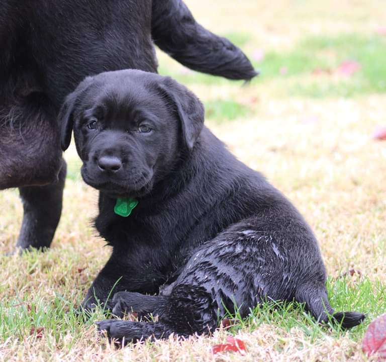 Labrador Retriever Puppies from Britt Labradors