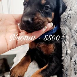 Neoma - Black and rust female Doberman Pinscher puppy in Aurora, Indiana from Double-Take Doberman Kennels