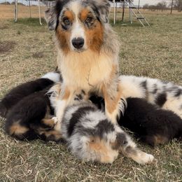 Australian Shepherd Puppies from South Ridge Aussies
