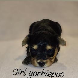 Biewer Terrier, Yorkipoo, and Yorkshire Terrier Puppies from Tiny Paws Luxury Pets