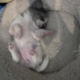 Pomeranian puppies from Legendary French Bulldogs