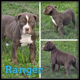 Ranger - Red and white male Olde English Bulldogge puppy in Merrill, Michigan from Haase Family Kennels