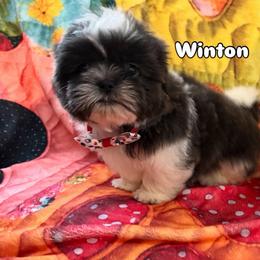 Winton - Blue and white male Shih Tzu puppy in Cordova, Tennessee from TrueLine kennels