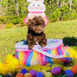 Havapoo and Pomsky Puppies from Pearl of the Orient Seas