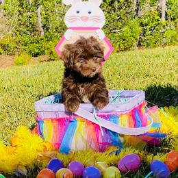 Havapoo and Pomsky Puppies from Pearl of the Orient Seas