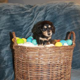 Girl 1 - Black and tan female Dachshund puppy in Amarillo, Texas from Panhandle Dashing Doxies