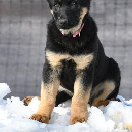 German Shepherd Puppies from Auf der Marquis German Shepherds