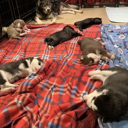 Siberian Husky Puppies from Myths and Legends Siberian Huskies