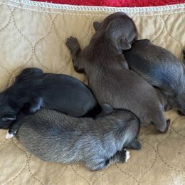 Girl 1 - Black Pekingese puppy in Mabank, Texas from Peke Lovers of Texas