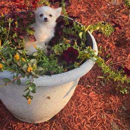 Ollie - Fawn female Chihuahua puppy in Amity, Pennsylvania from Baxters Chihuahuas