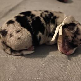 Pearl (white) - Blue merle female Australian Shepherd puppy in Okeechobee, Florida from Rothsolid Puppies