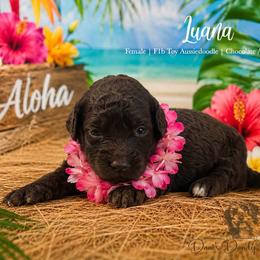 Luana - Red female Aussiedoodle puppy in Roebuck, South Carolina from Dani's Dandy Doodles